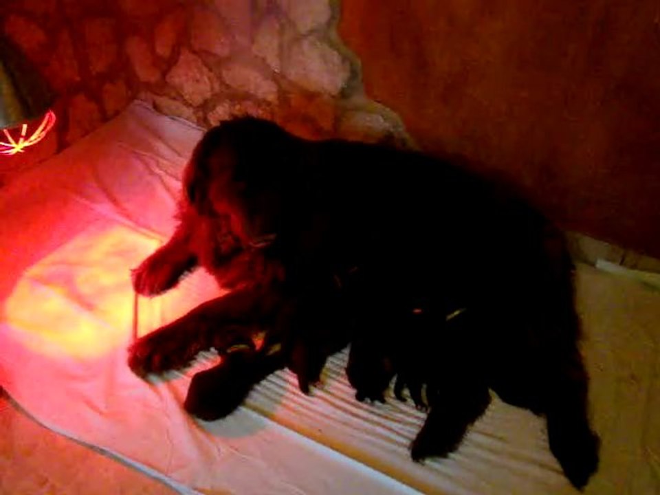 chiots BONNY de l'élevage de VALOYAN 06/12/2010