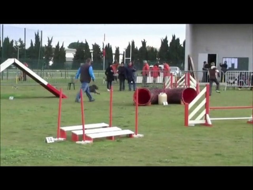 Buck Agility Carcassonne 05/12/10