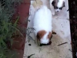 Puppies-5 weeks