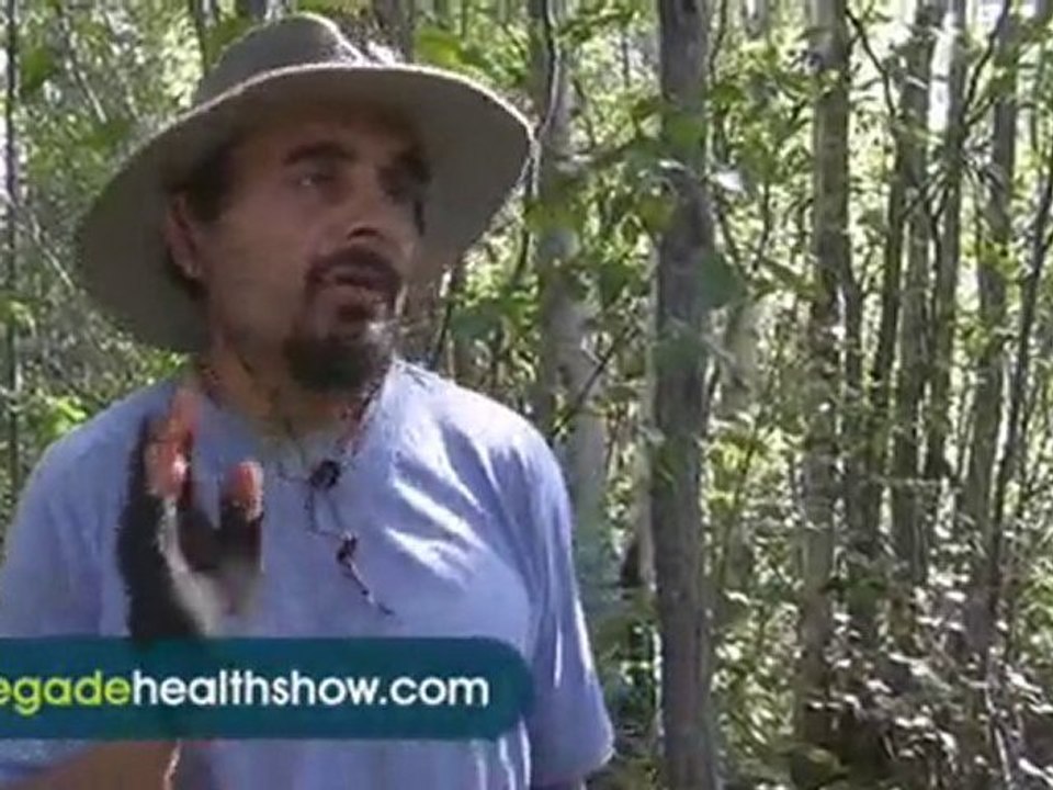 How to Find and Harvest Chaga Mushroom #715