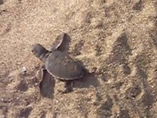 emergence tortue verte aux comores