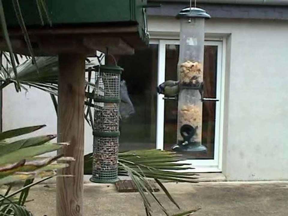 Mésange bleue .