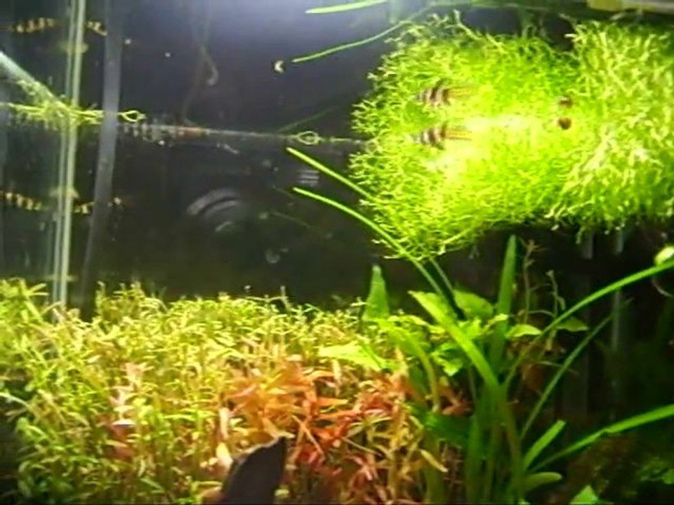 pseudepiplaty annulatus