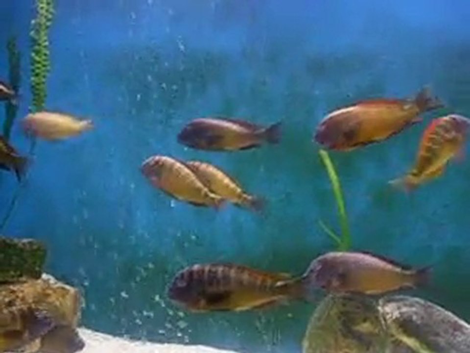 Tropheus Moorii İlangi .3.