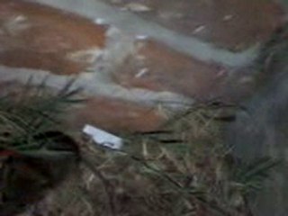 Santa Fe, cada ves mas limpia, cada ves con mas ratones..