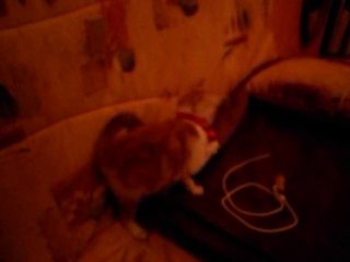 Nouveau collier... ça fait du bruit, ça l'amuse...