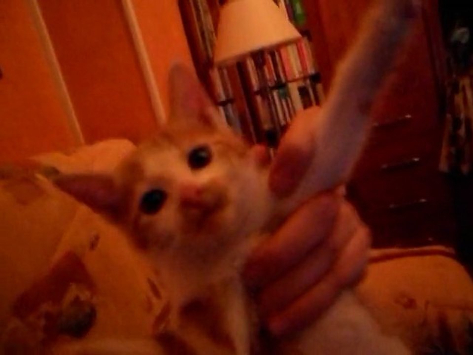Rigolo cette petite chatte