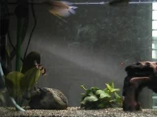 les premiers poissons encore petits