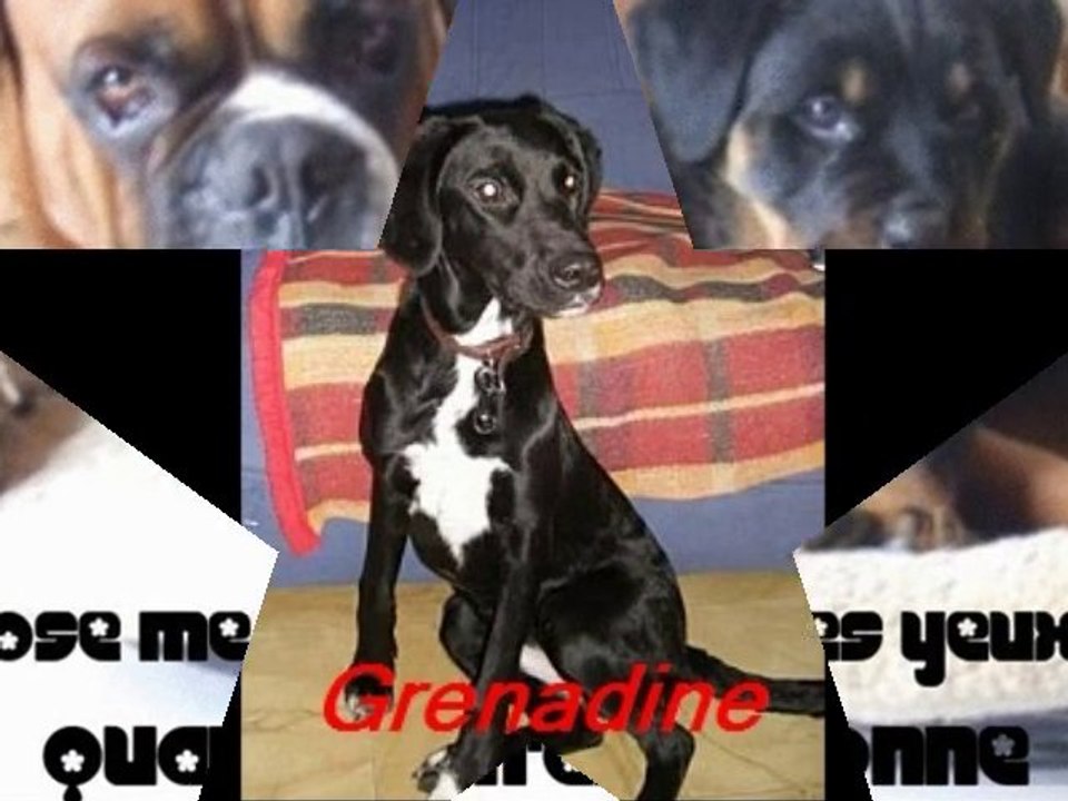 noel des animaux 2010 SPA DE TOURCOING