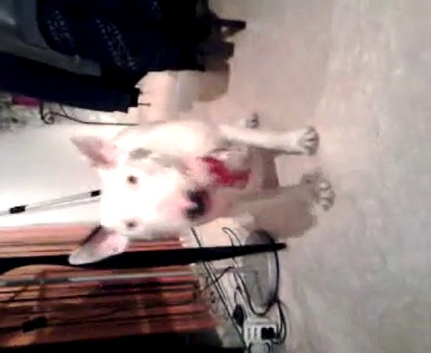 bull terrier 10 mois qui joue