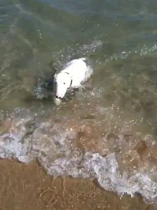 bull terrier qui n'aime pas l'eau