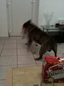 american staff et bull terrier qui joue