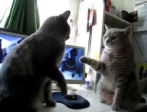 Deux chats se frappent dans les pattes
