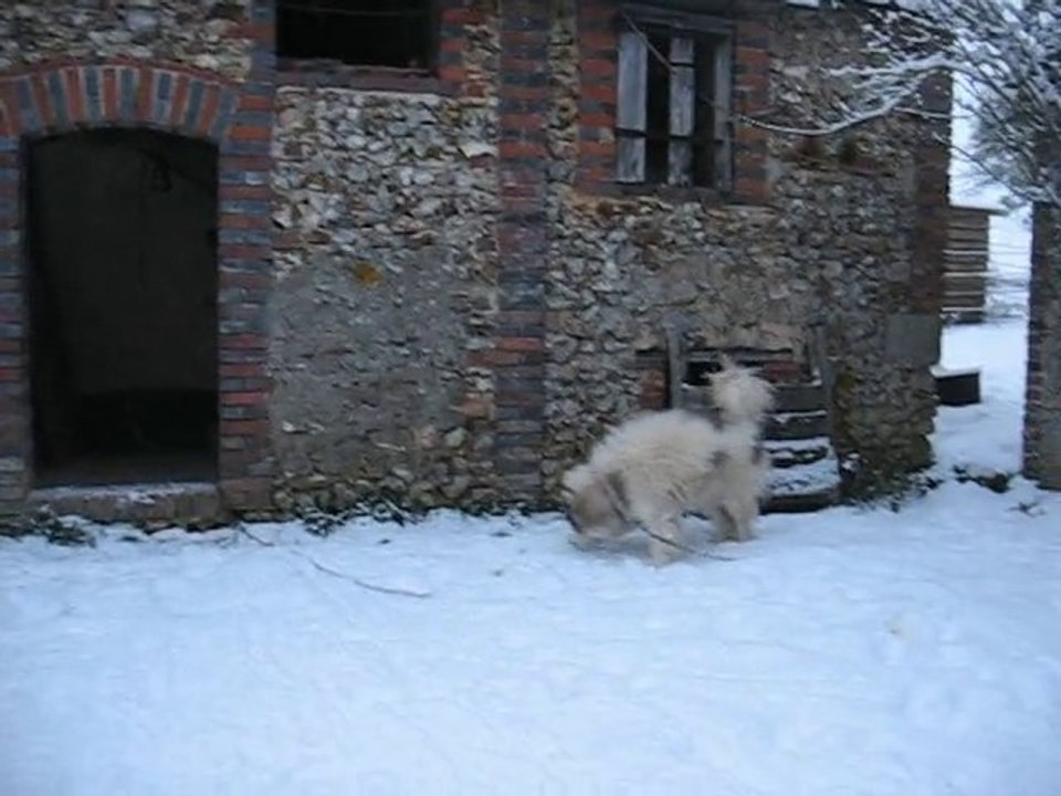 LES CHIENS JOUENT DANS LA NEIGE