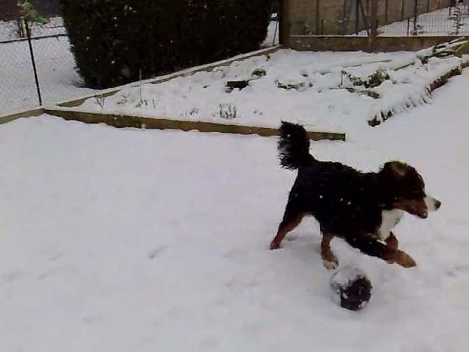 tina bouviers bernois