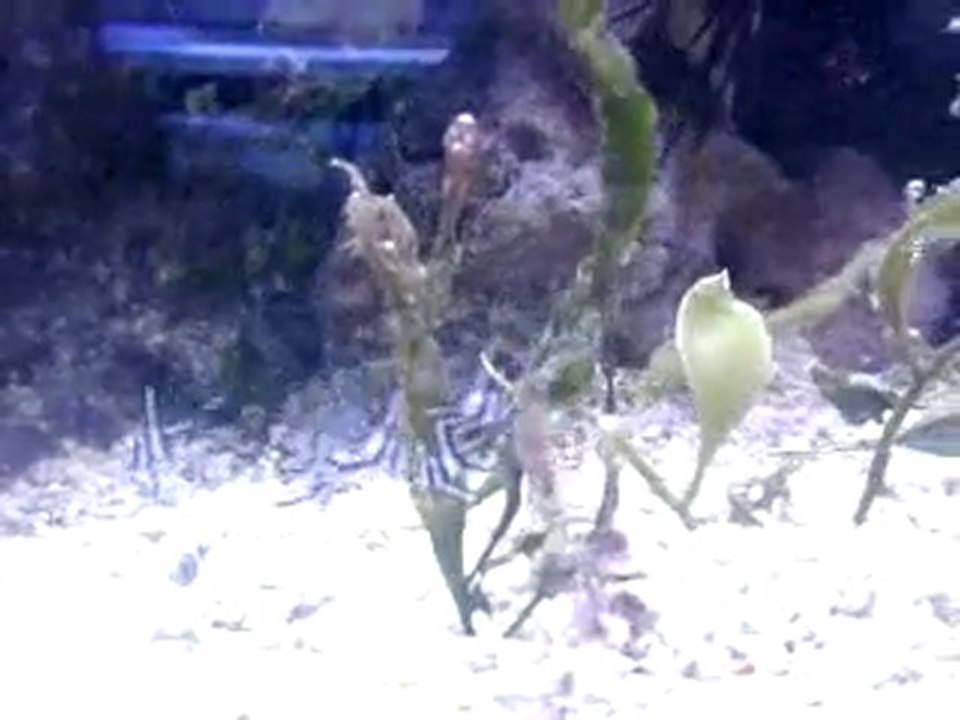 Vidéo0018