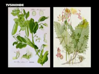 La Grande Histoire des gènes 1/3