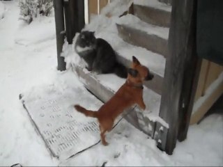 Film på Revis och Buddy 7 Dec - 10.