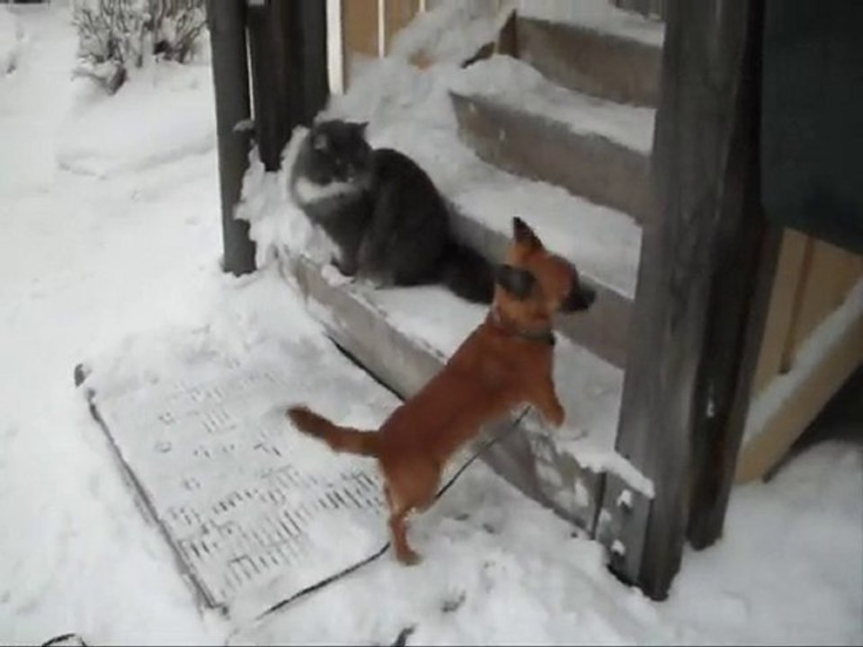 Film på Revis och Buddy 7 Dec - 10.