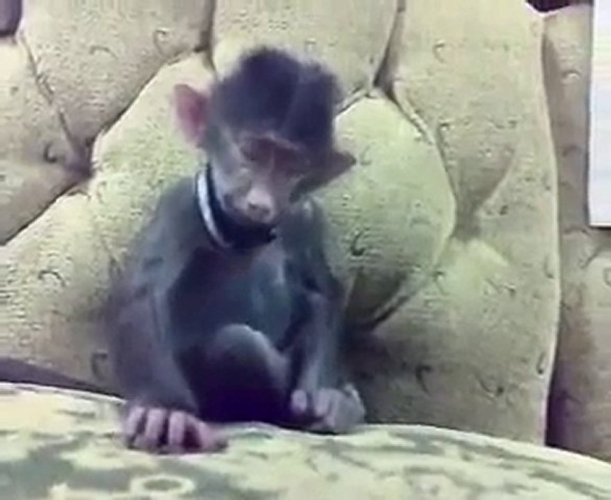 uyuyan-maymun-gidiklanirsa