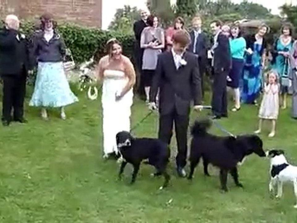 dog pees on bride gown