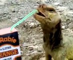 Lizard Drinking a Juice Box