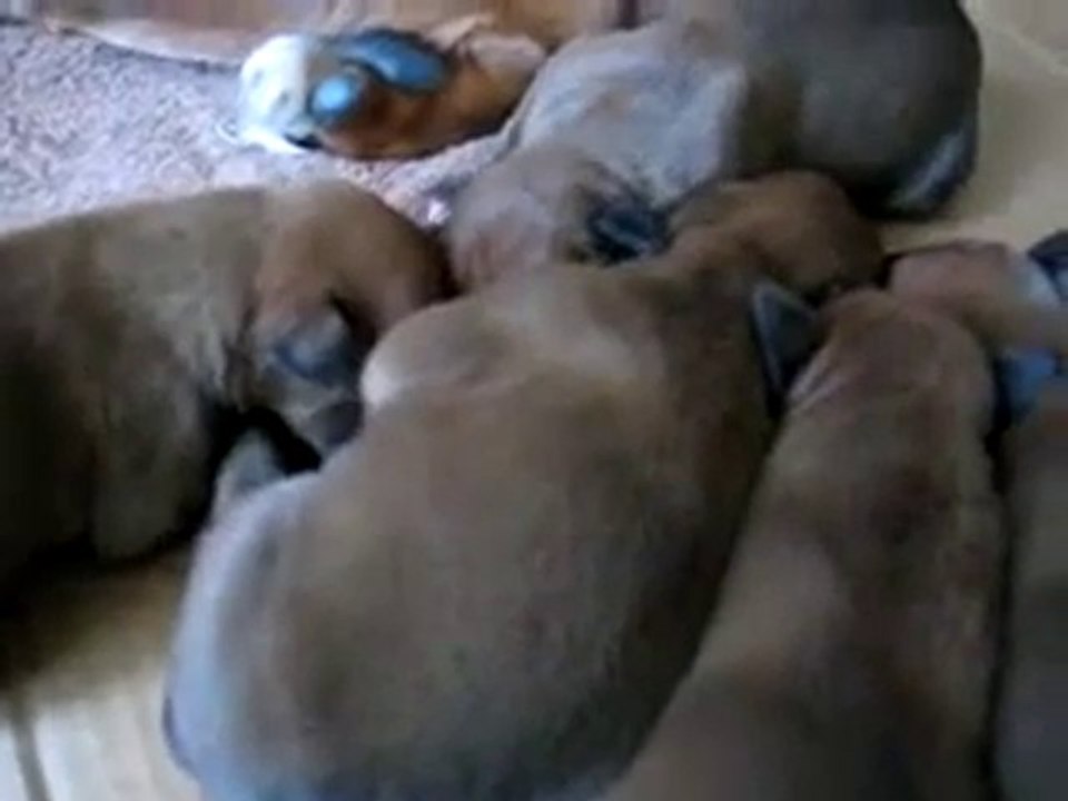 Newborn Puppies Make Spooky Halloween Sounds