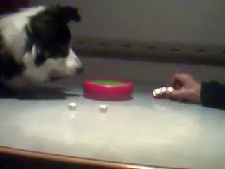 Dog Yahtzee Champion