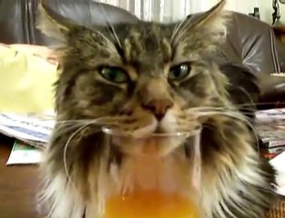 Cat Falls Asleep in his Orange Juice