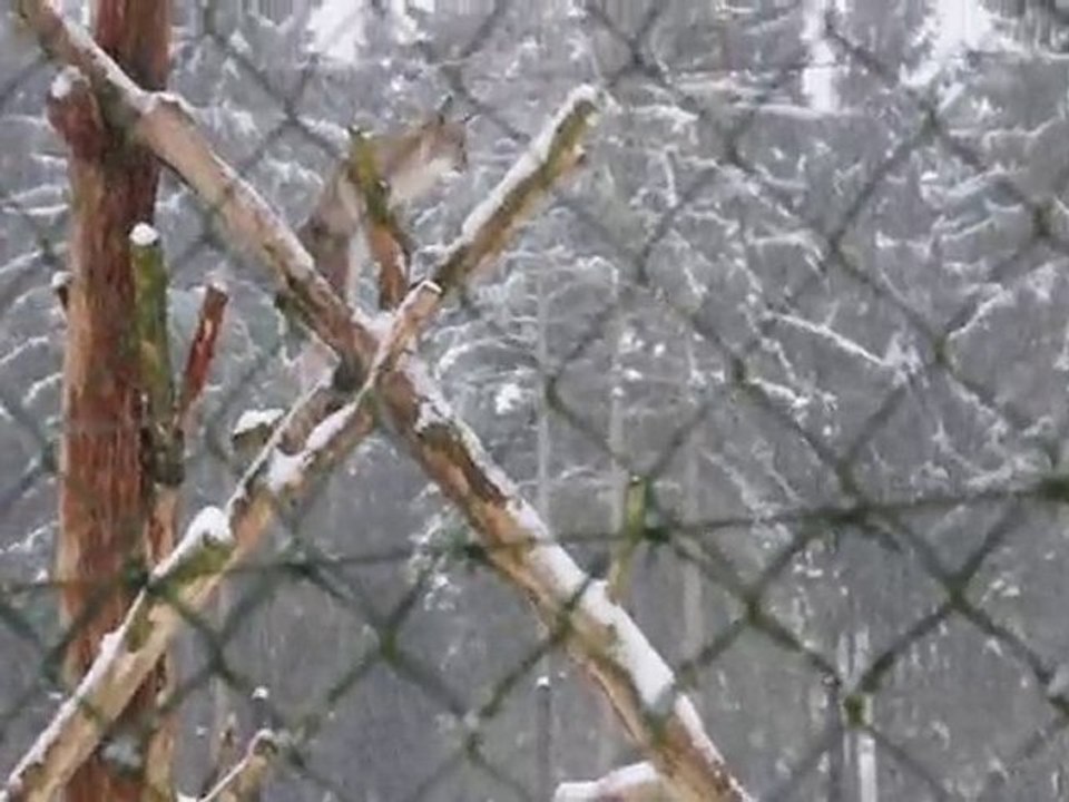 Luchs im Schnee auf einem Baumstamm im Wildgehege Hellenthal