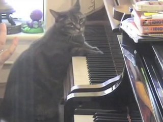 CATcerto. ENTIRE PERFORMANCE. Mindaugas Piecaitis, Nora The