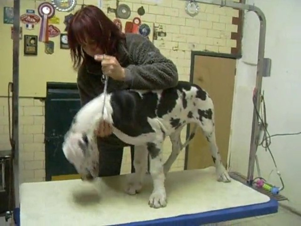 Dogue Allemand des Joyaux d'Allythelia 07 12 2010 1er cours de présentation de félicia