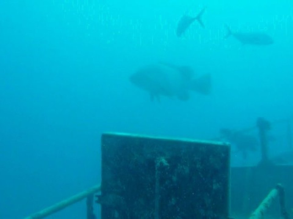 Loches géantes dans un banc de carangues