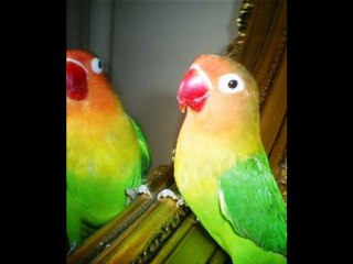 Hamiyet YÜCESES            YANA YANA KÜL OLDUM