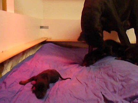 F-Litter Abyss x Zargo (14 days)