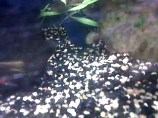 VID 00005-20101207-2019