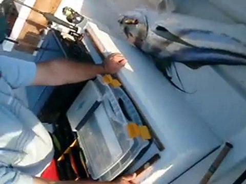 Rooster Fish 50 Lbs Samara Fishing Trip