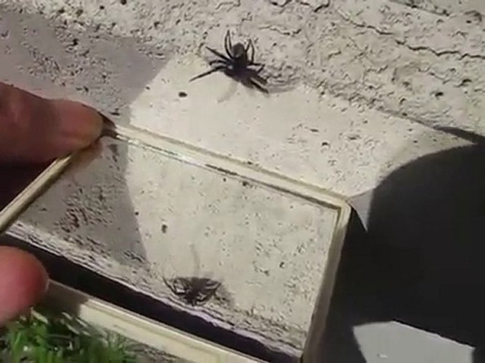 araignée miroir