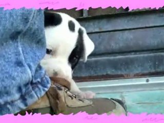 Super Cute Puppy and Kitty - Number One Super Cutie ...