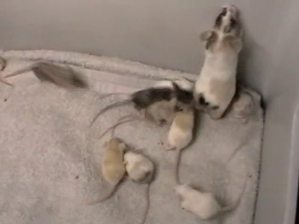 Petits d'Island ~ Jour 19