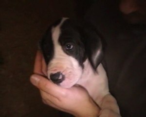 d'gemma decembre 2010 2