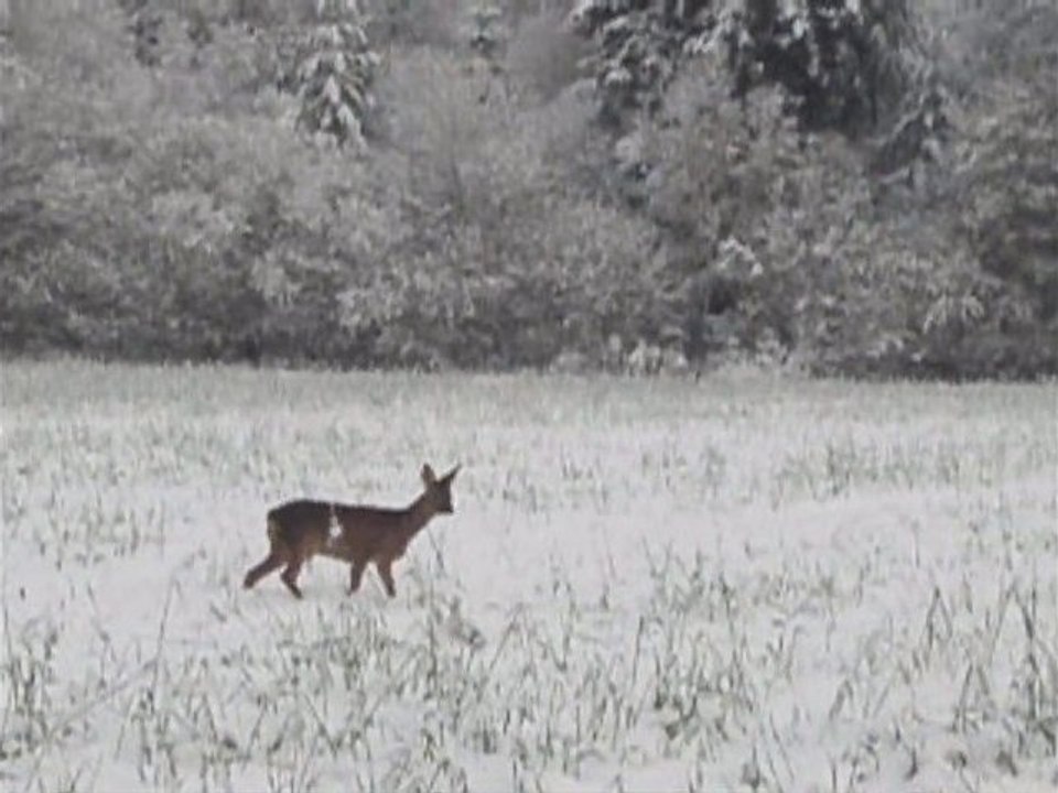 chevreuil dans la neige