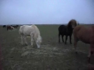 4) Loriot, Kiss Me, Roxy (lui décidément de mauvais poil.)