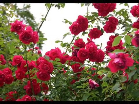 sarmaşık gülleri - zara - öykü gülen güven