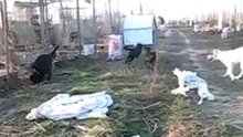 Nya playing with Leyla & Nibbles