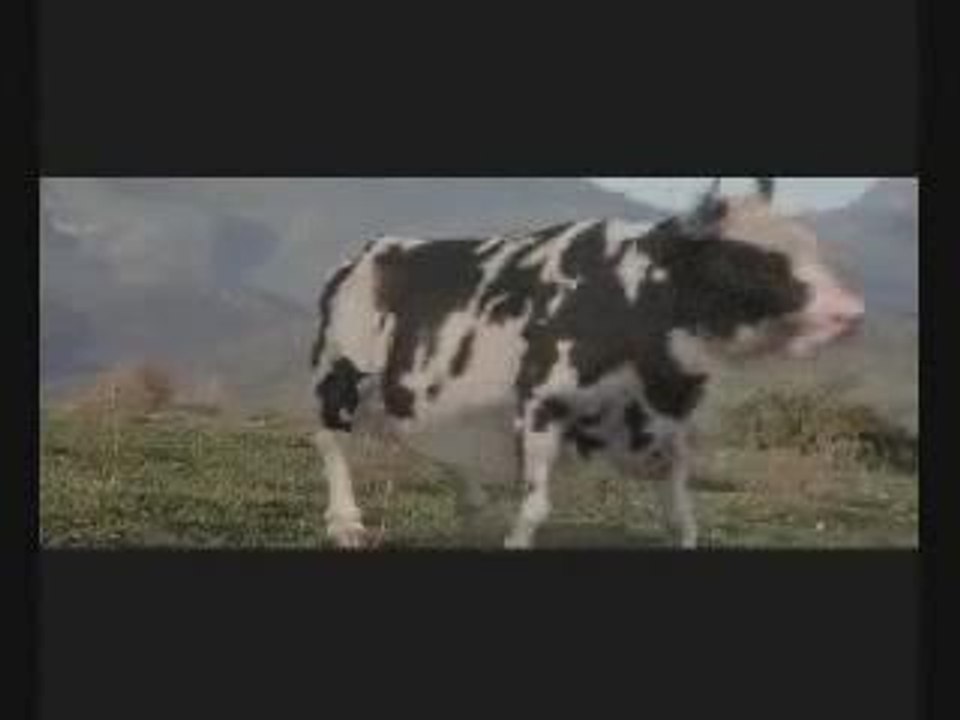 vache vs adepte de kung fu