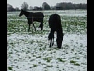 Mon film Anabelle  des Puys samedi 04 dec 2010.wmv