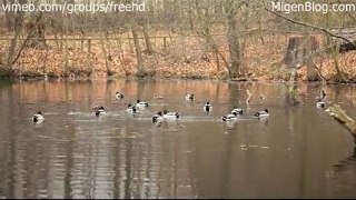 Free Ducks Footage