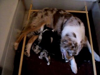 dune avec ses chiots