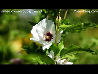 Free Flower Closeup Footage